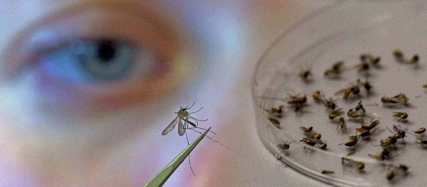 Ιός Δυτικού Νείλου: Ένας νεκρός και 10 νέα κρούσματα στη χώρα